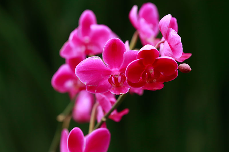 西安秦岭花世界